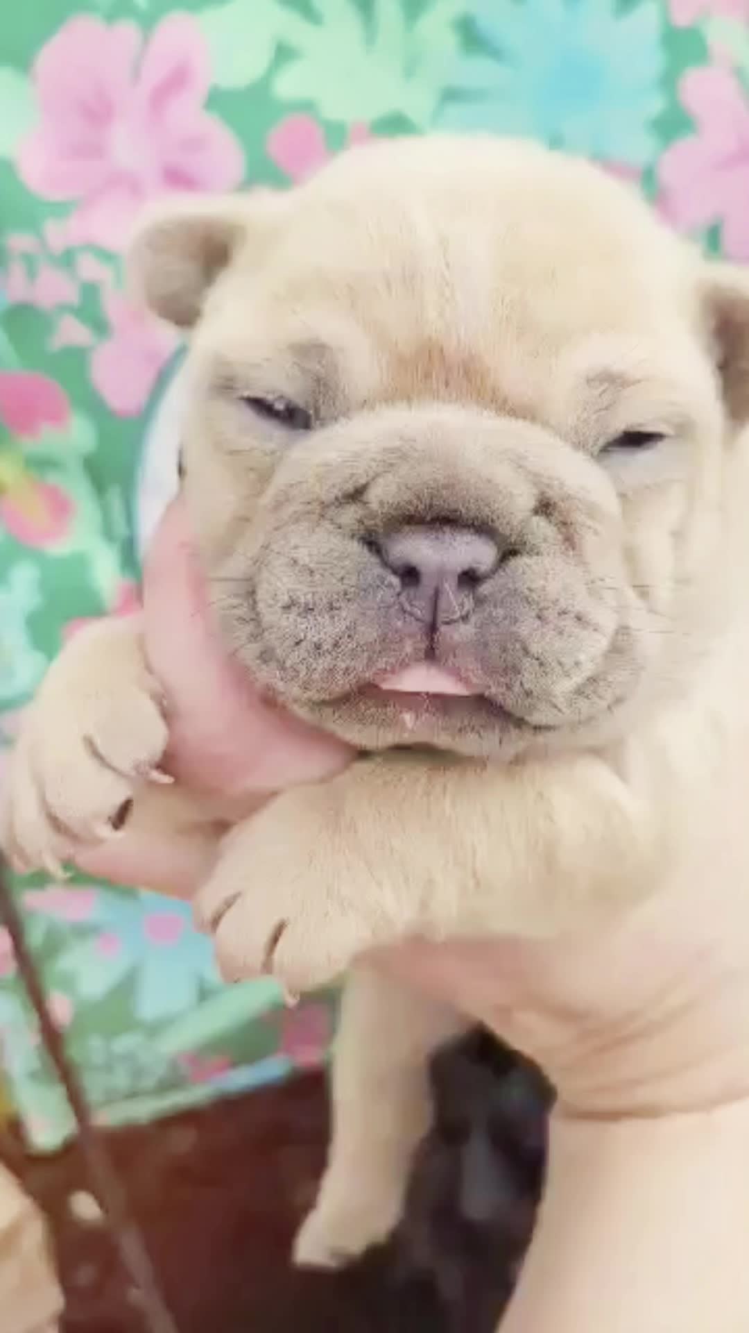 @Southern-Frenchies-And-Sons