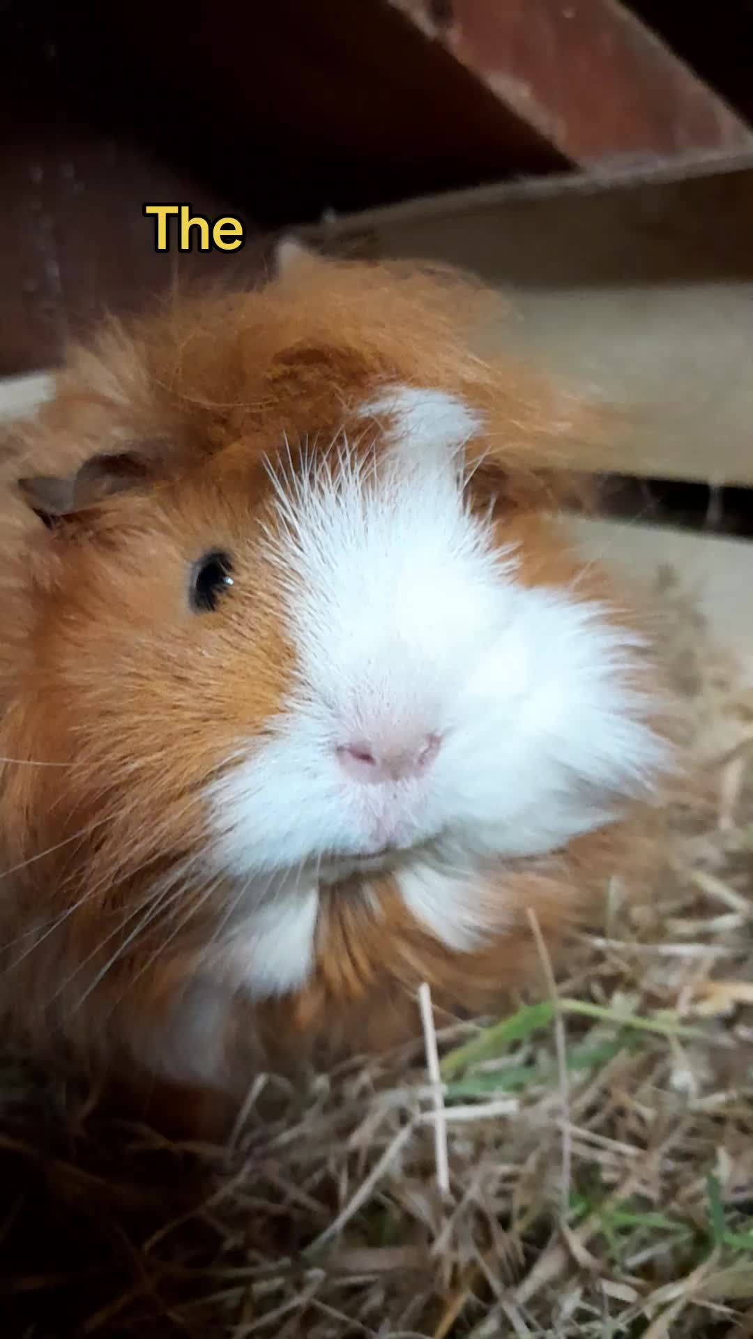 @Guinea Pig Dad