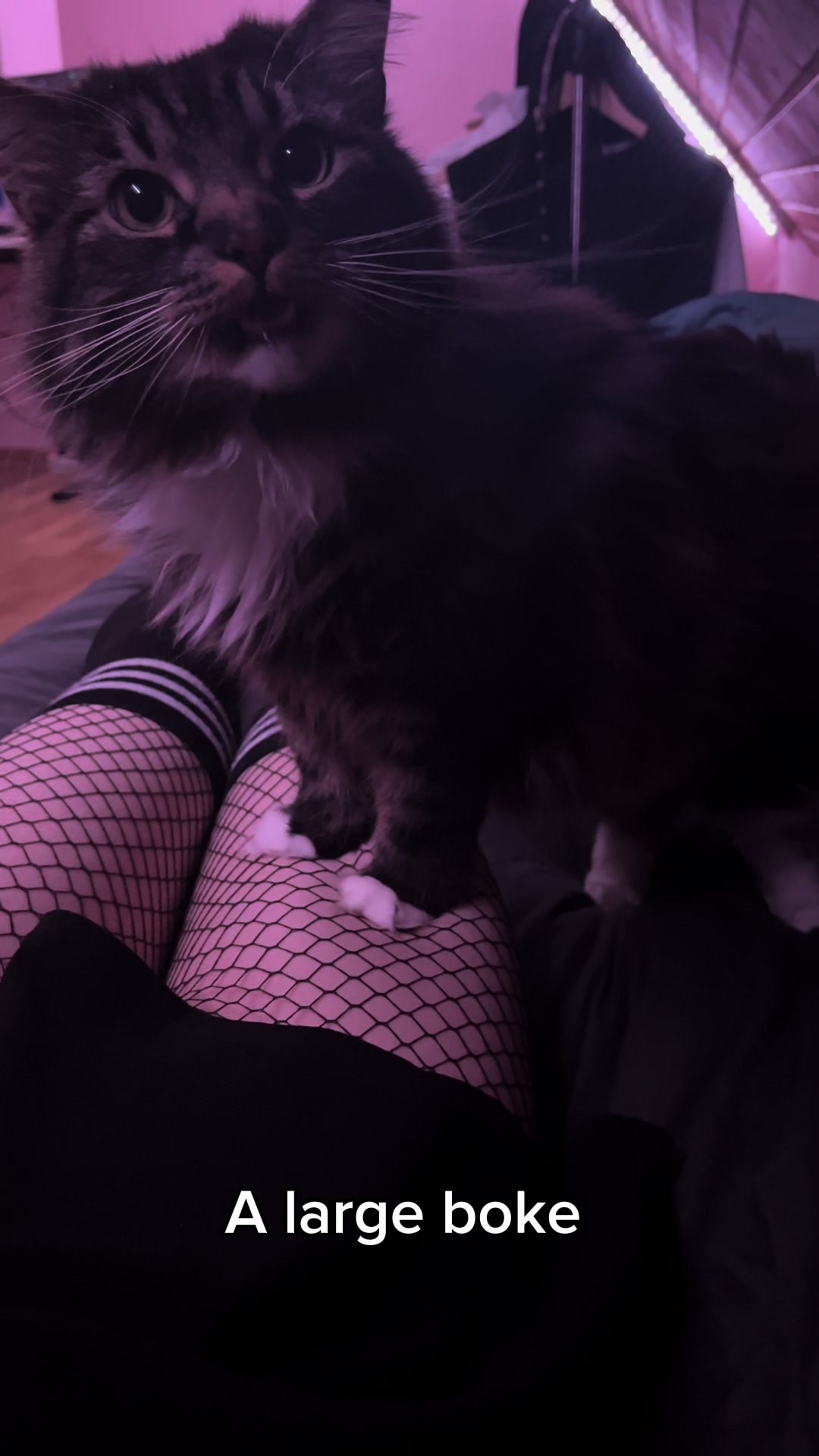 @FemboyMana