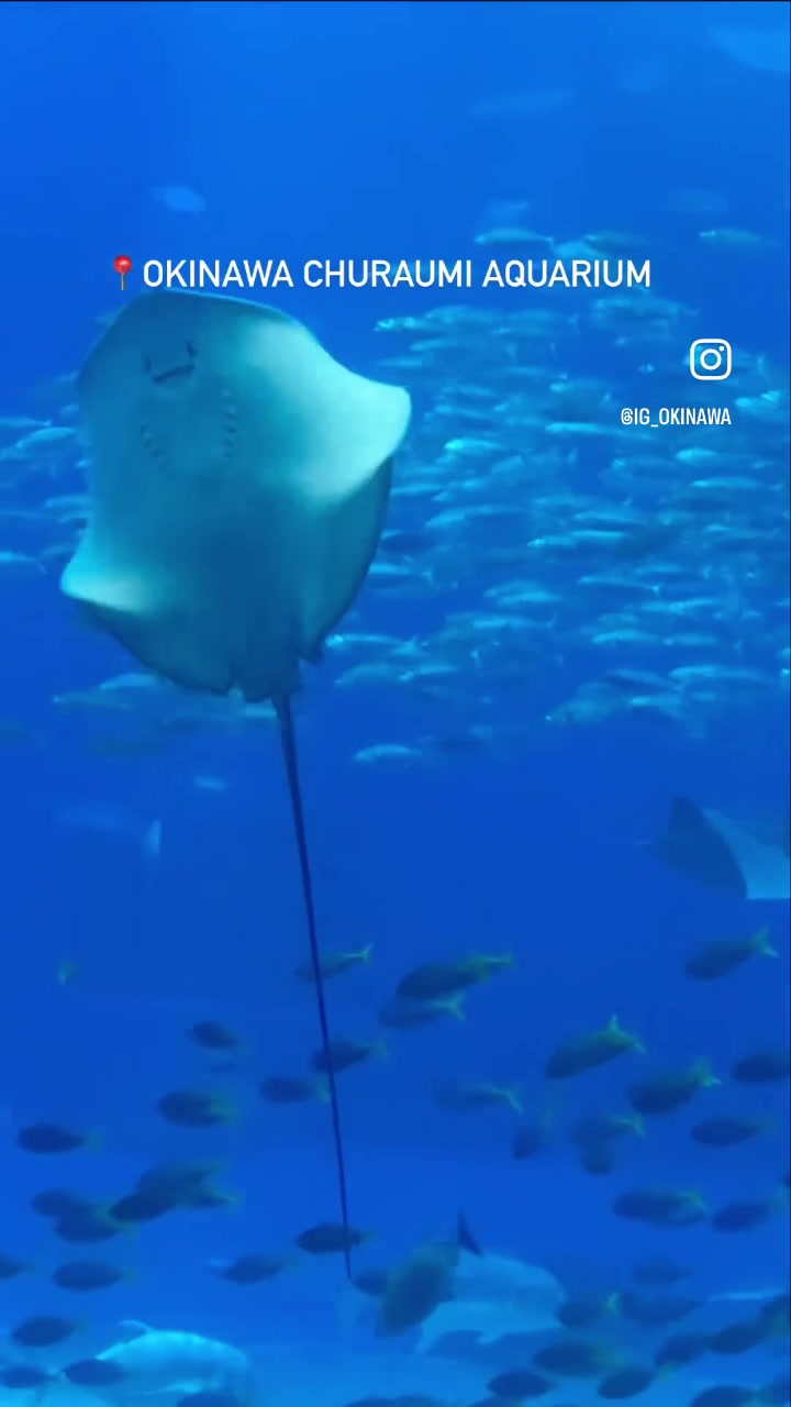 @IG_Okinawa