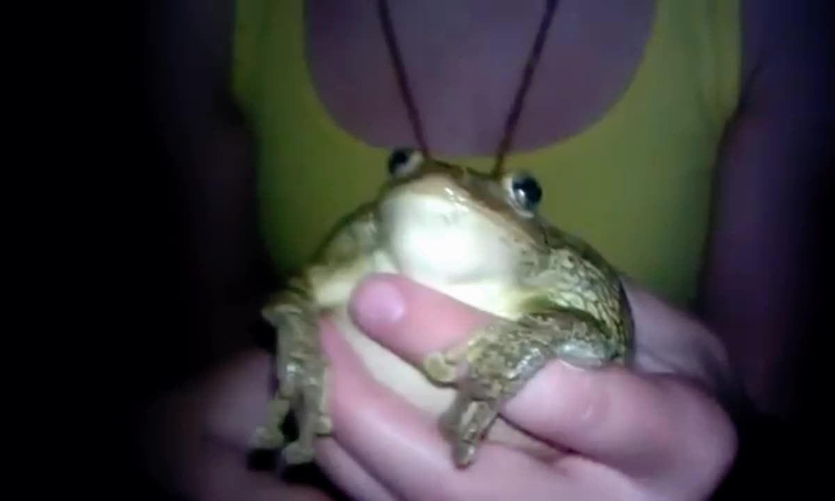 @frogs and autism