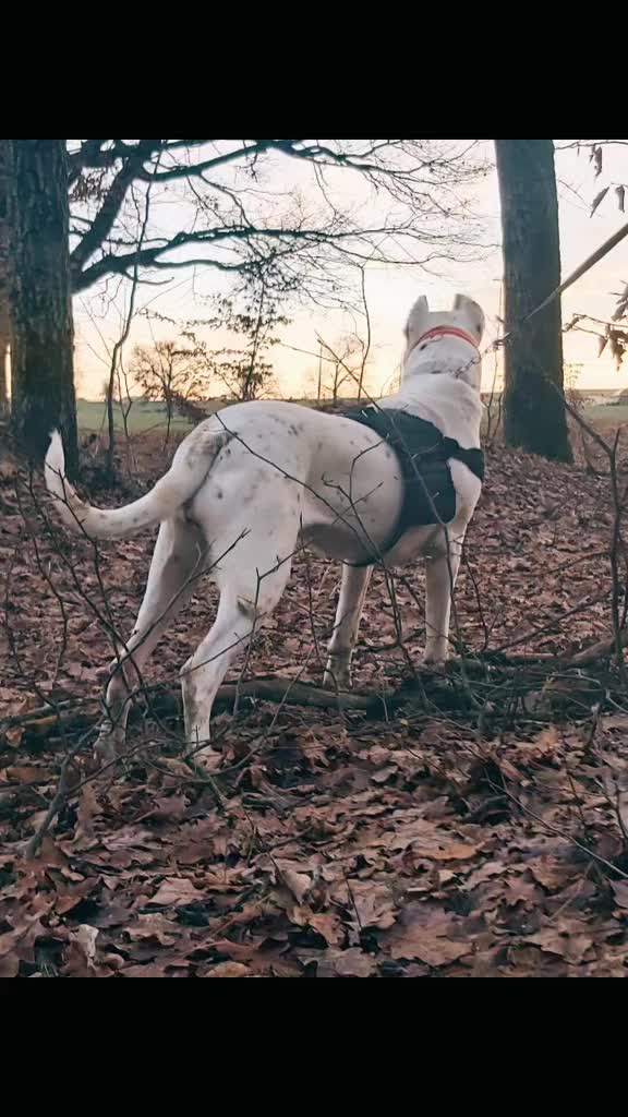 @HeraTheDogo