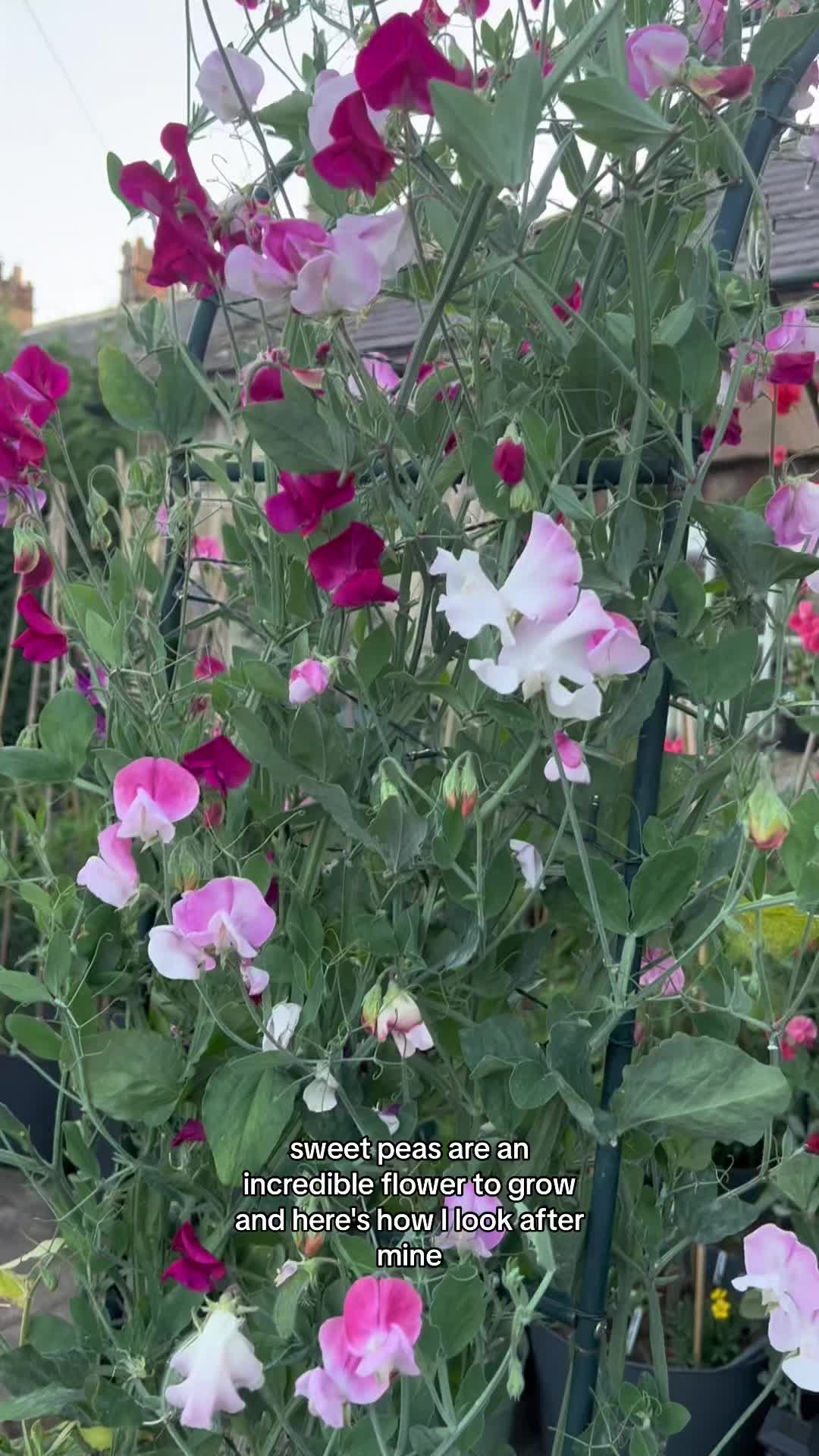 @Diary of a Yorkshire Gardener