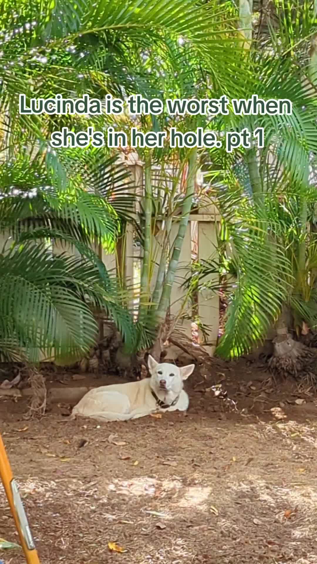 @Lucinda The Wolf