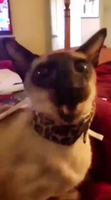 @Cirnofan