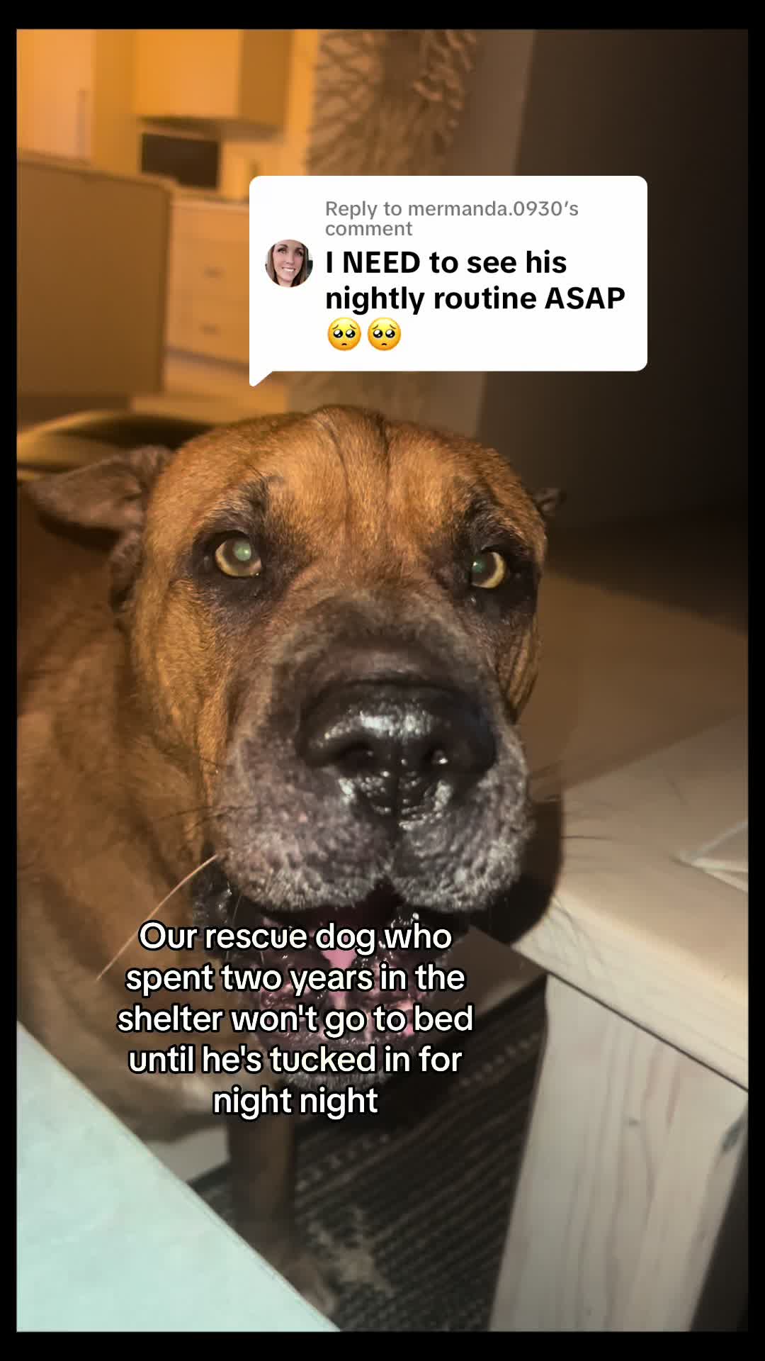 @Ryder 🐾 Rescue Shar Pei