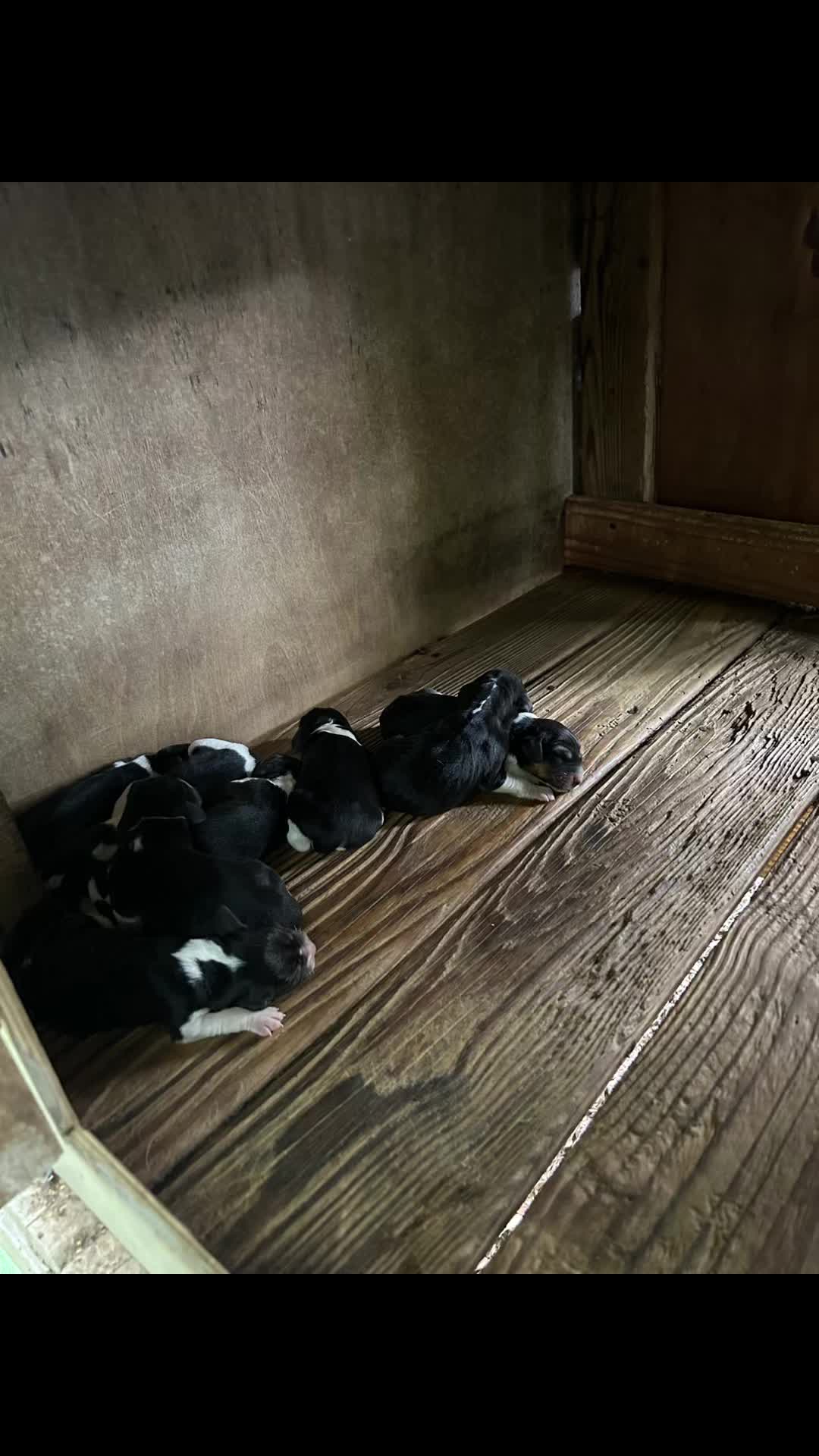 @Under the fence kennels
