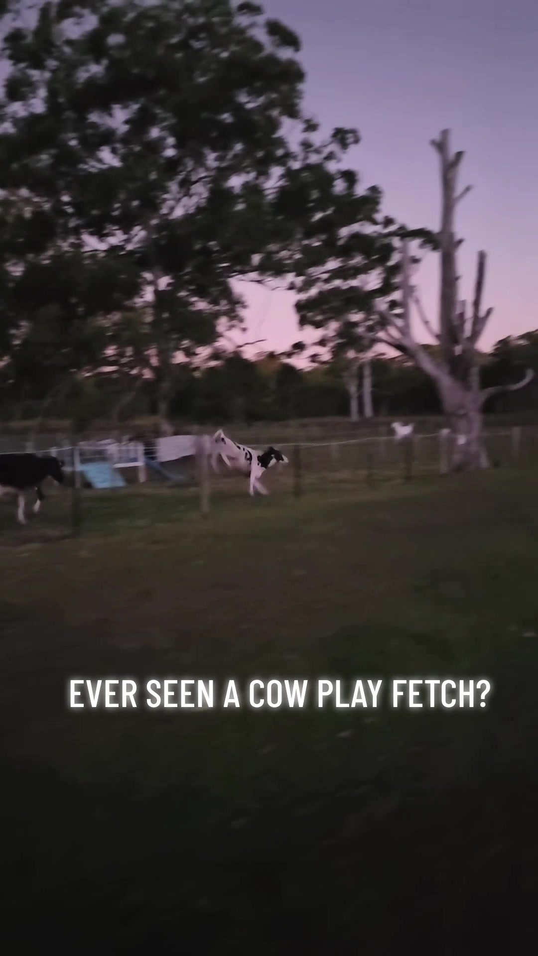 @CowLoverShop