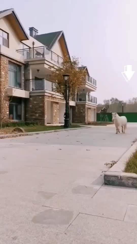 @Horse🐴🦄💕