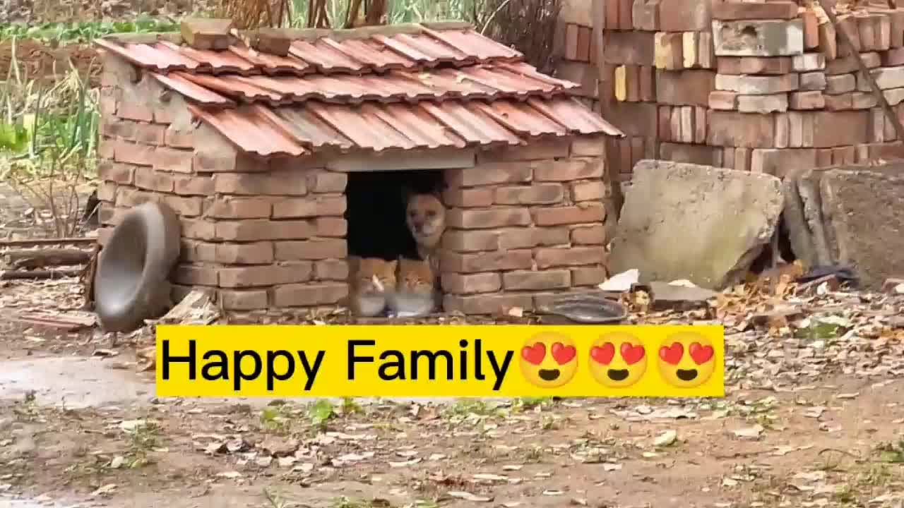 @funnypets818