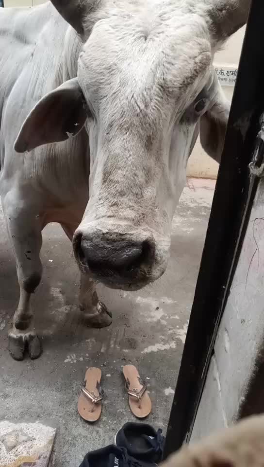 @shivna Bhati
