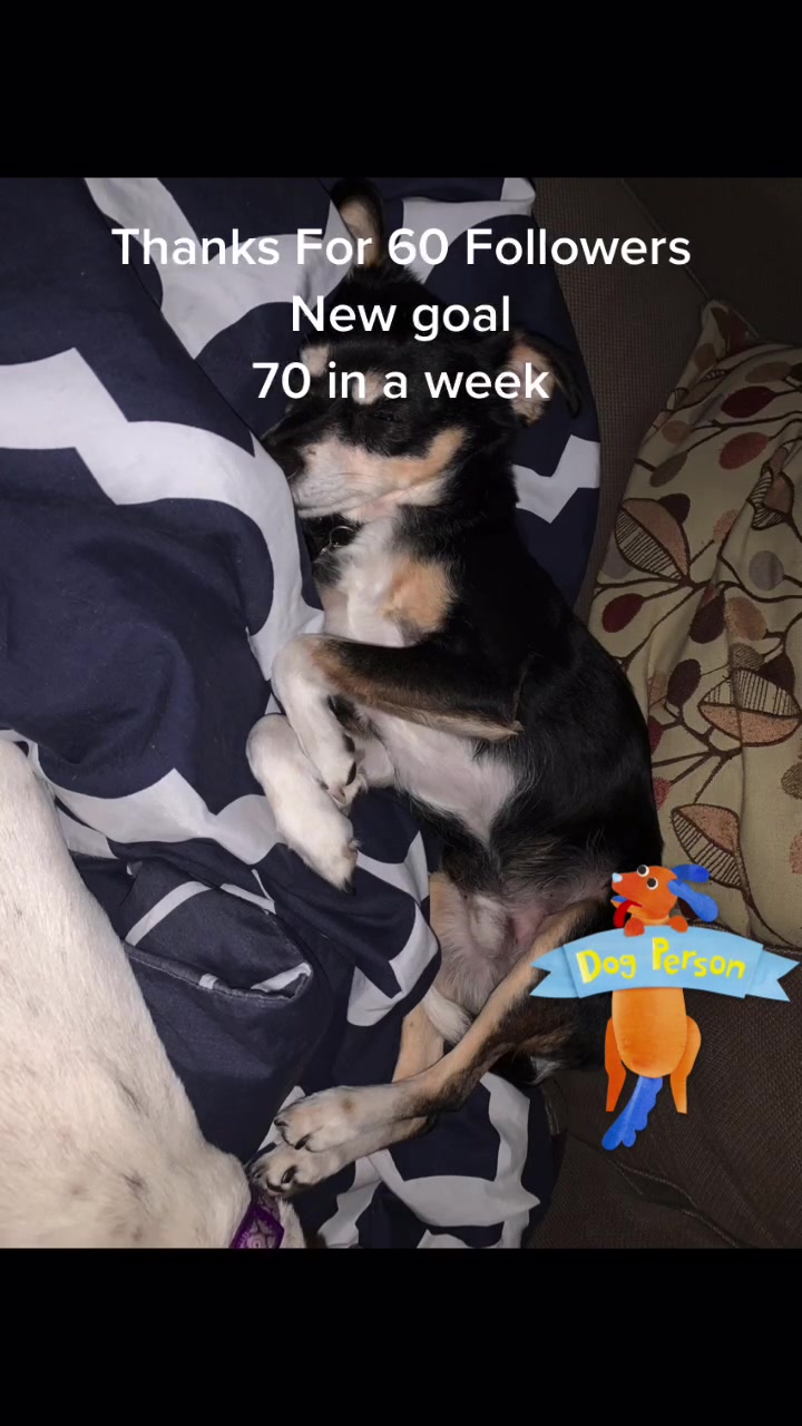 @DOGMasterHarley