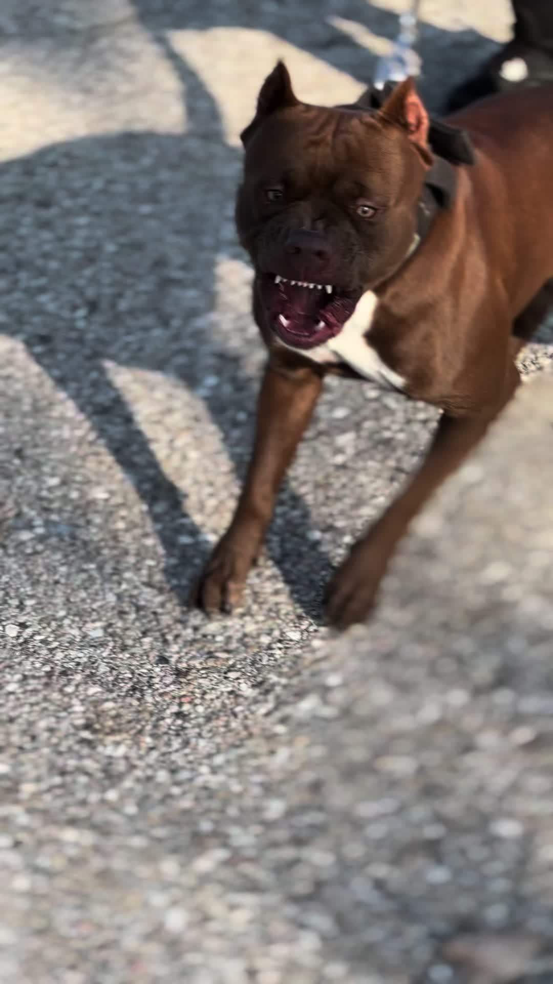 @RedForcePitbull