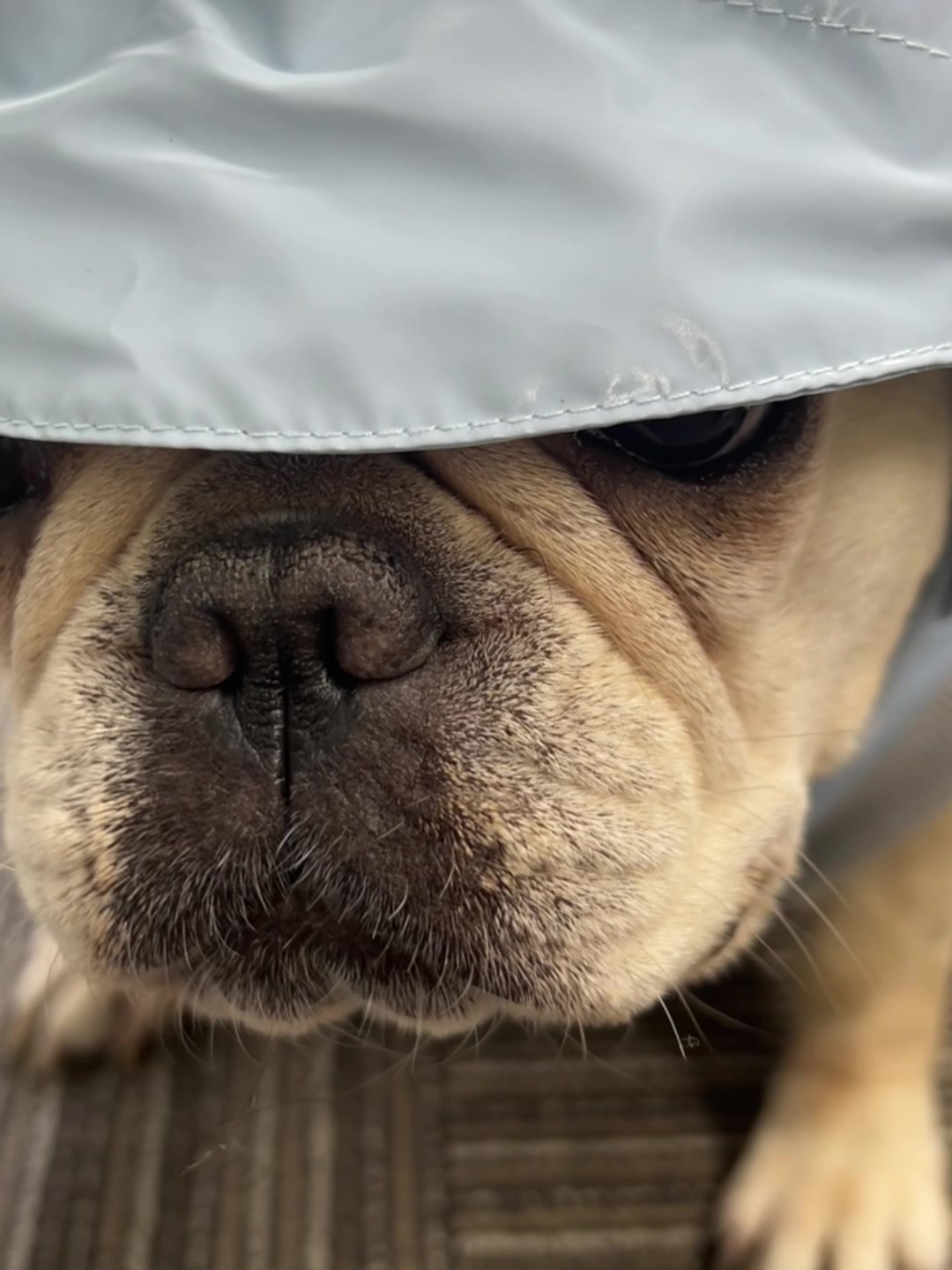 @Furbulous