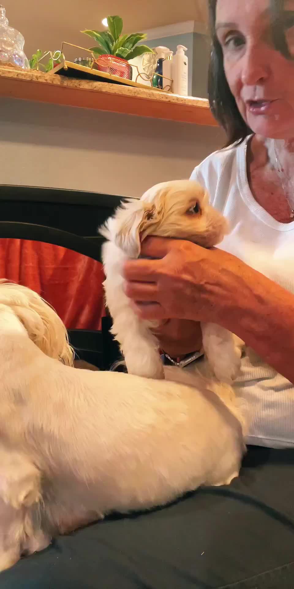 @Twilight Shih Tzu