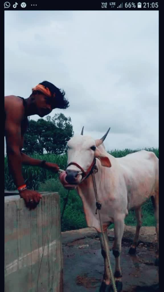 @ಹೂಸೂರು ಹುಲಿ