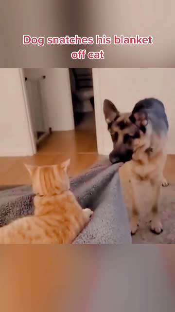 @Pet Lover