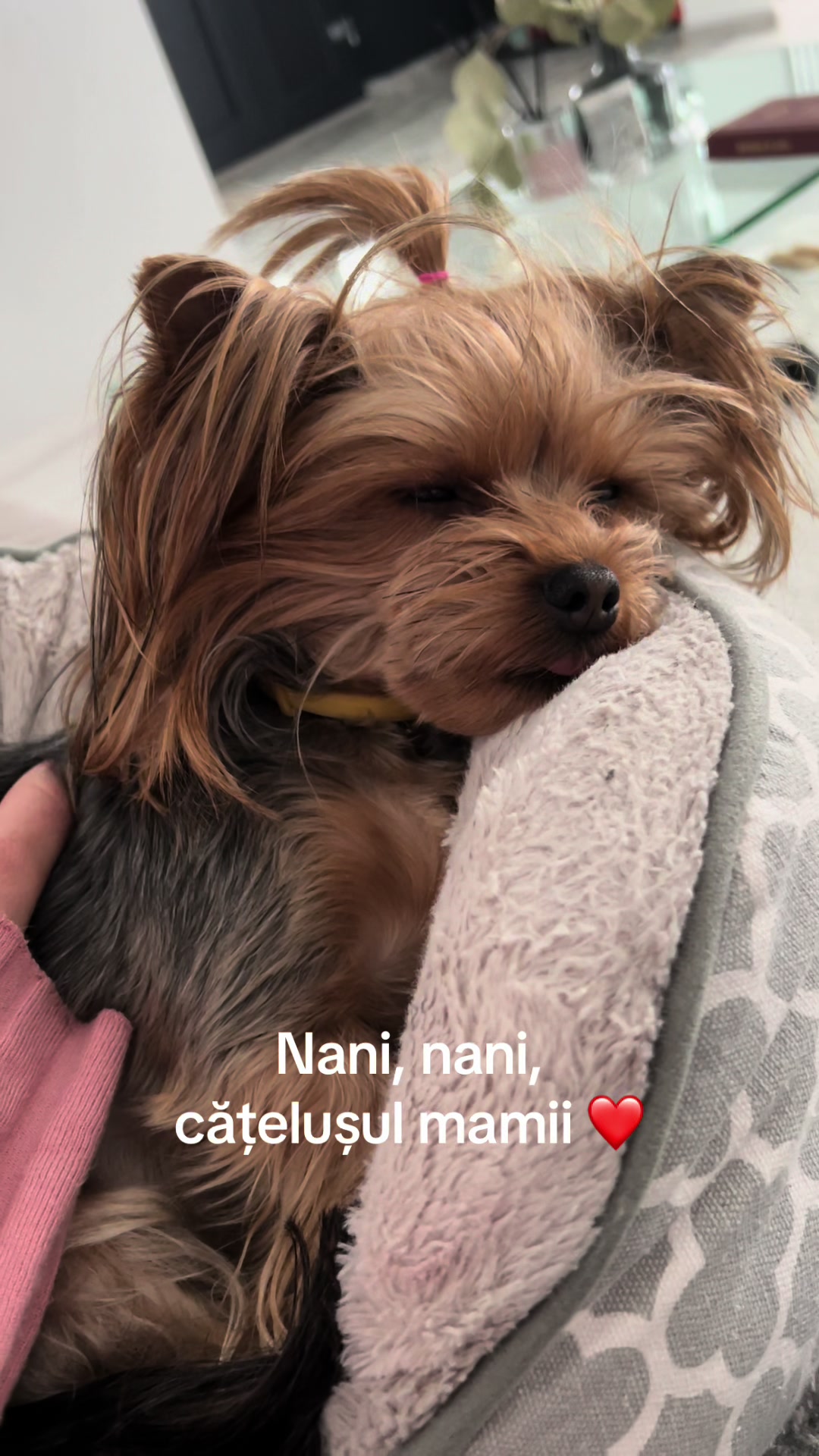 @Chicago & Tokyo | The Yorkies