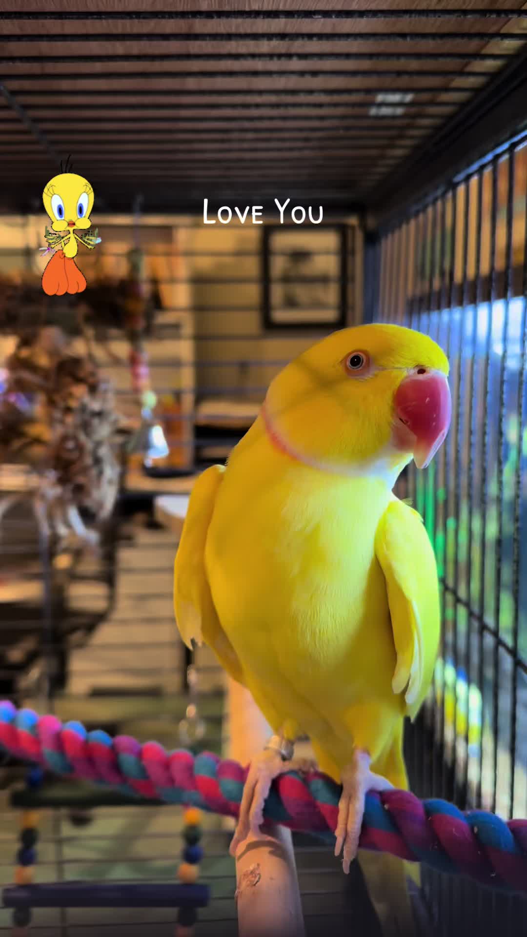 @Tweety the Ringneck