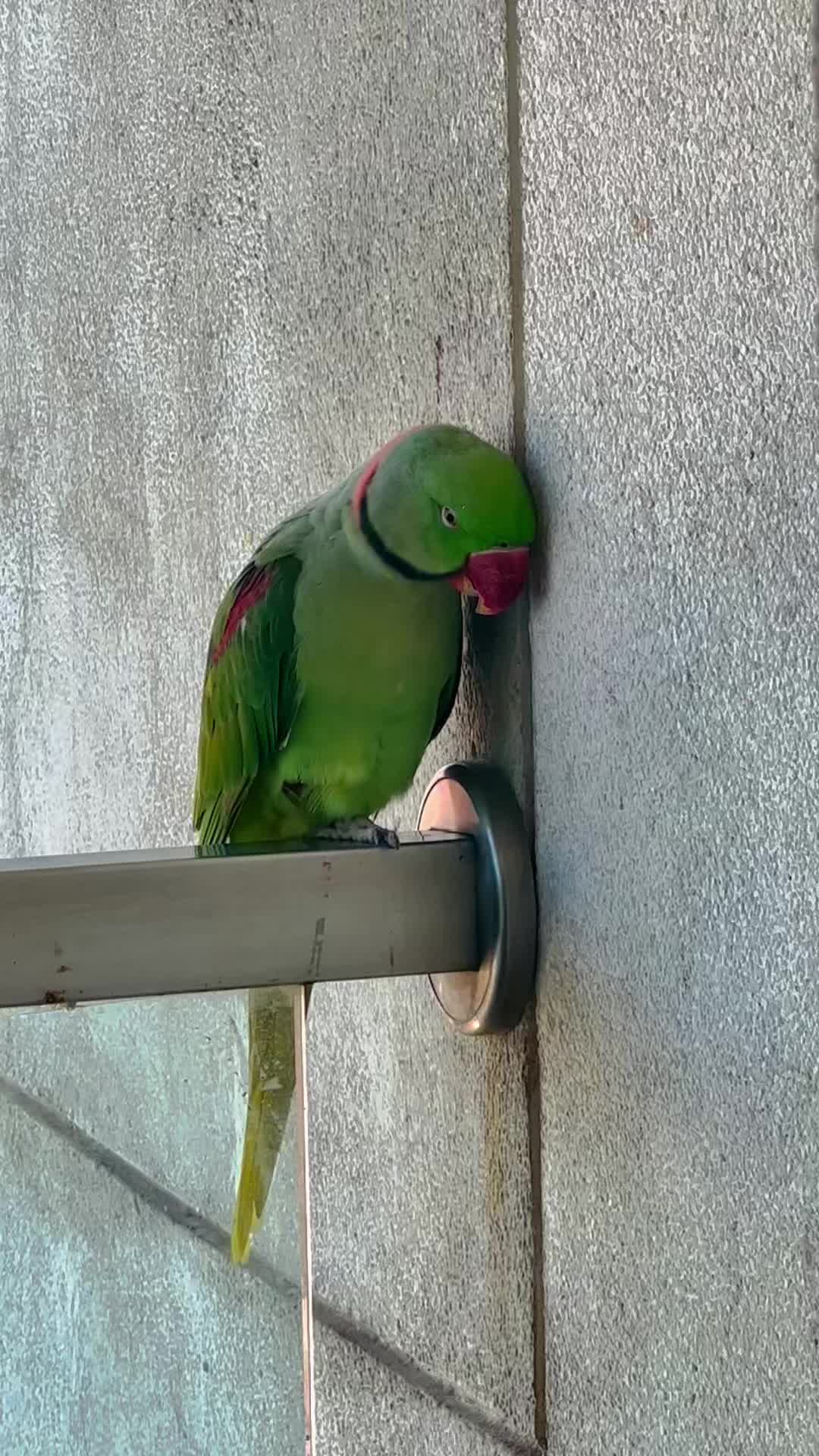 @Mango the Wild Parrot