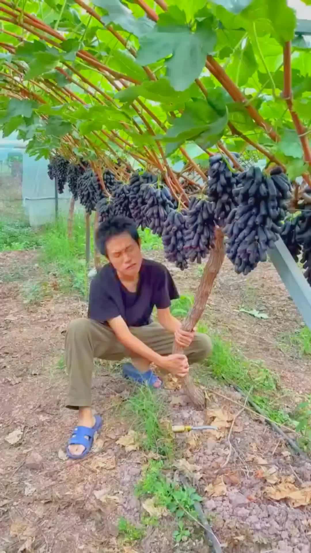 @🍎🍓🍒🍊🍍