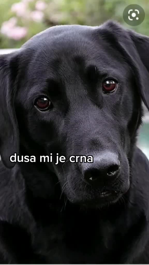 @love animals🥺❤