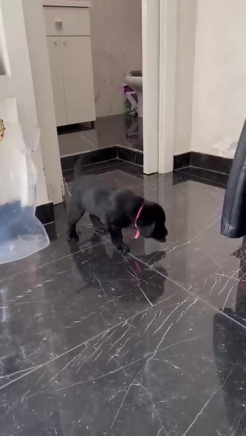 @Cloe e sabry🖤🐾