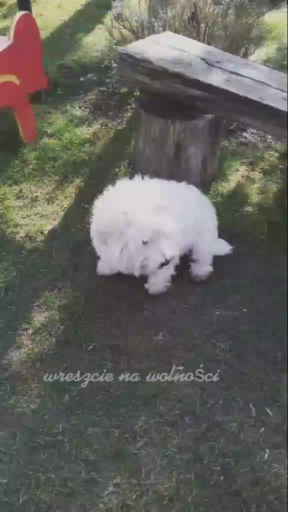 @Antosia😊🐶❤