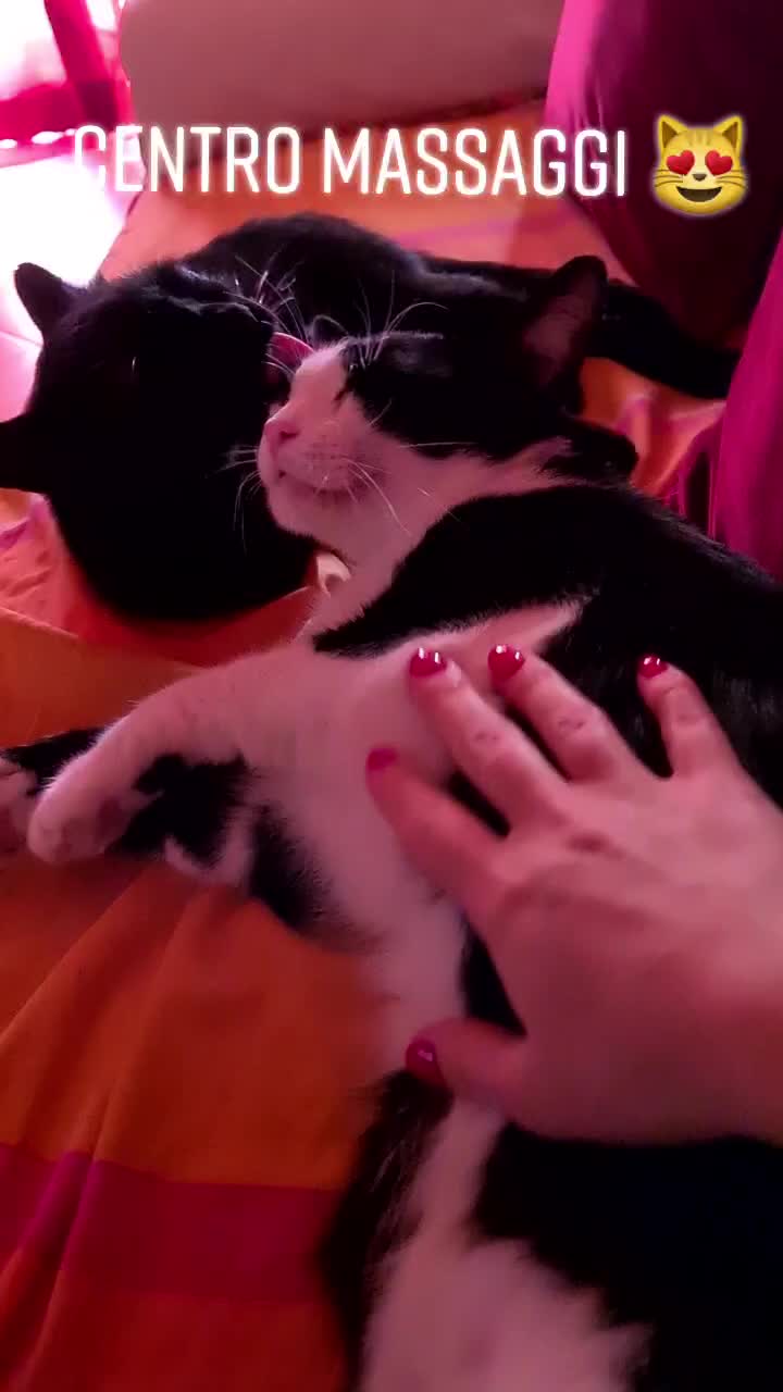 @Sia 🐱