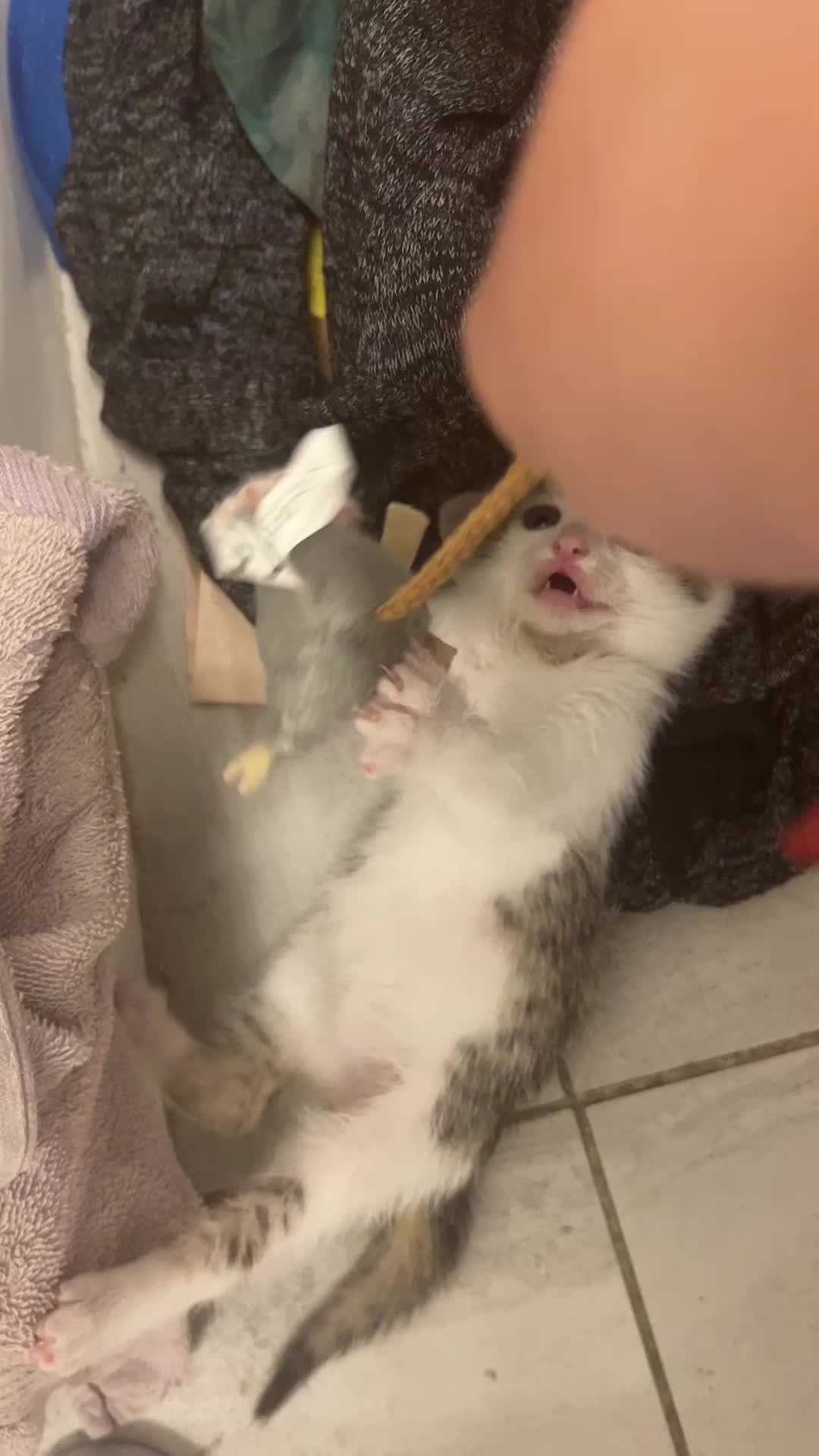 @Orbit_the_cat