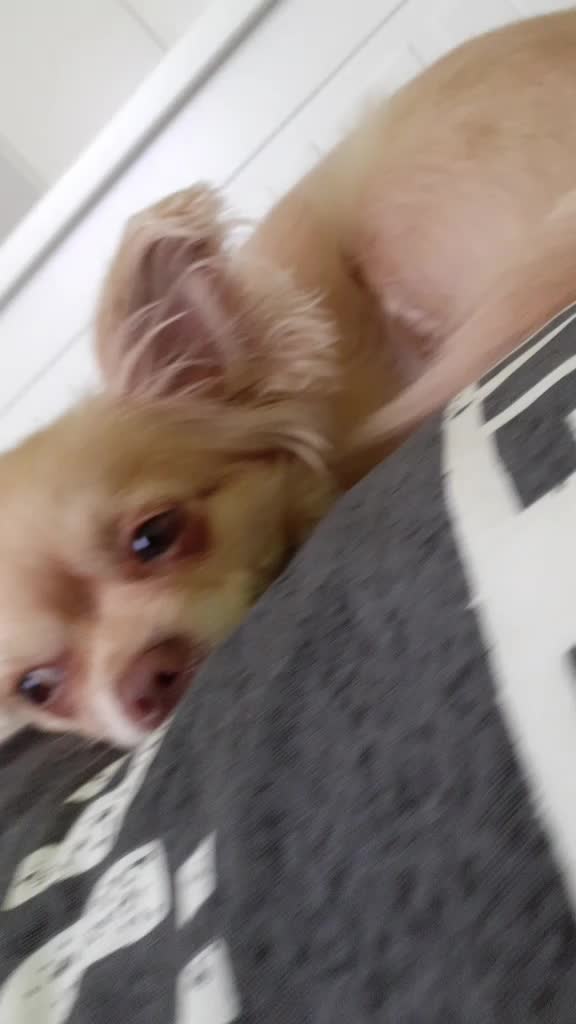 @sissi_dog