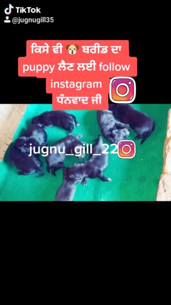 @GILL DOG FARM