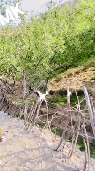@muradhkhan236