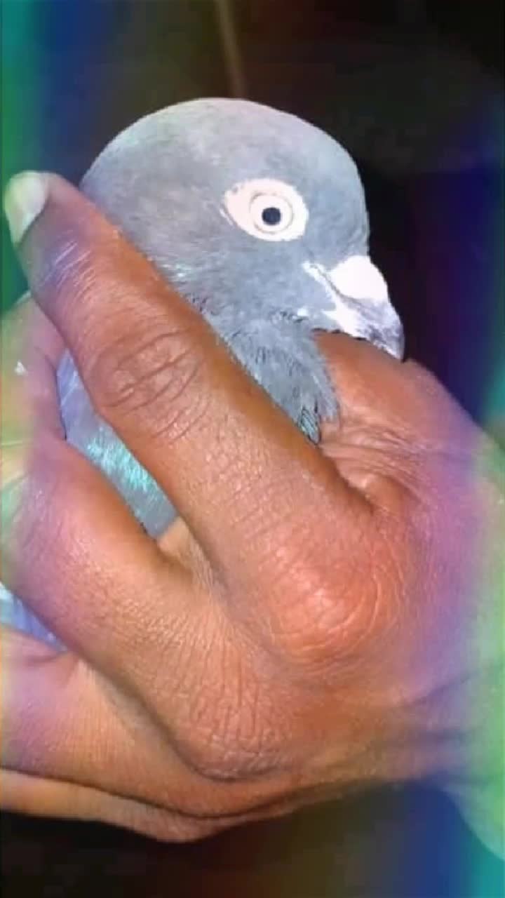 @Halu sannamaradi