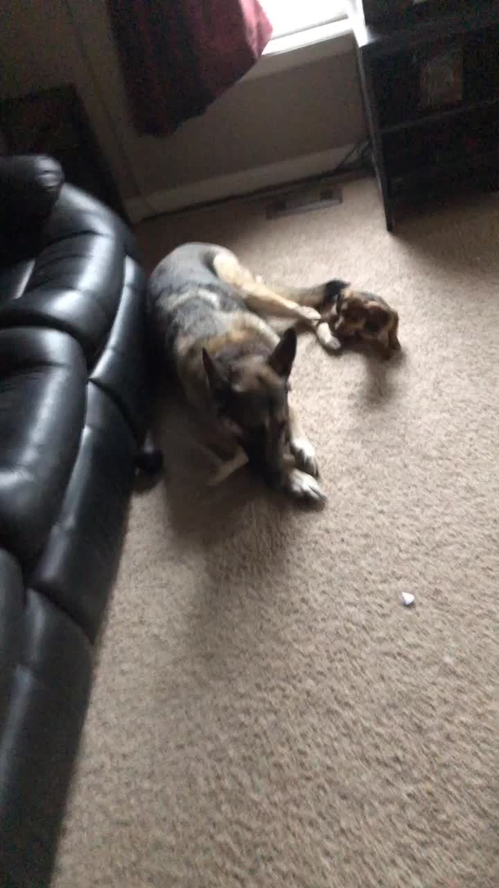 @Baby doxie