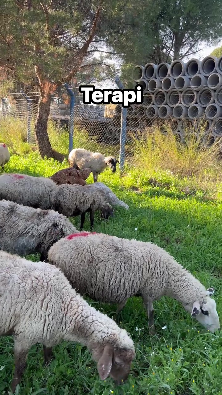 @Ferdi demir