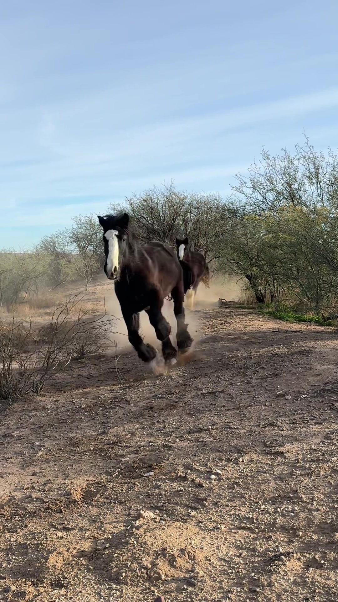 @Apache Powder Ranch