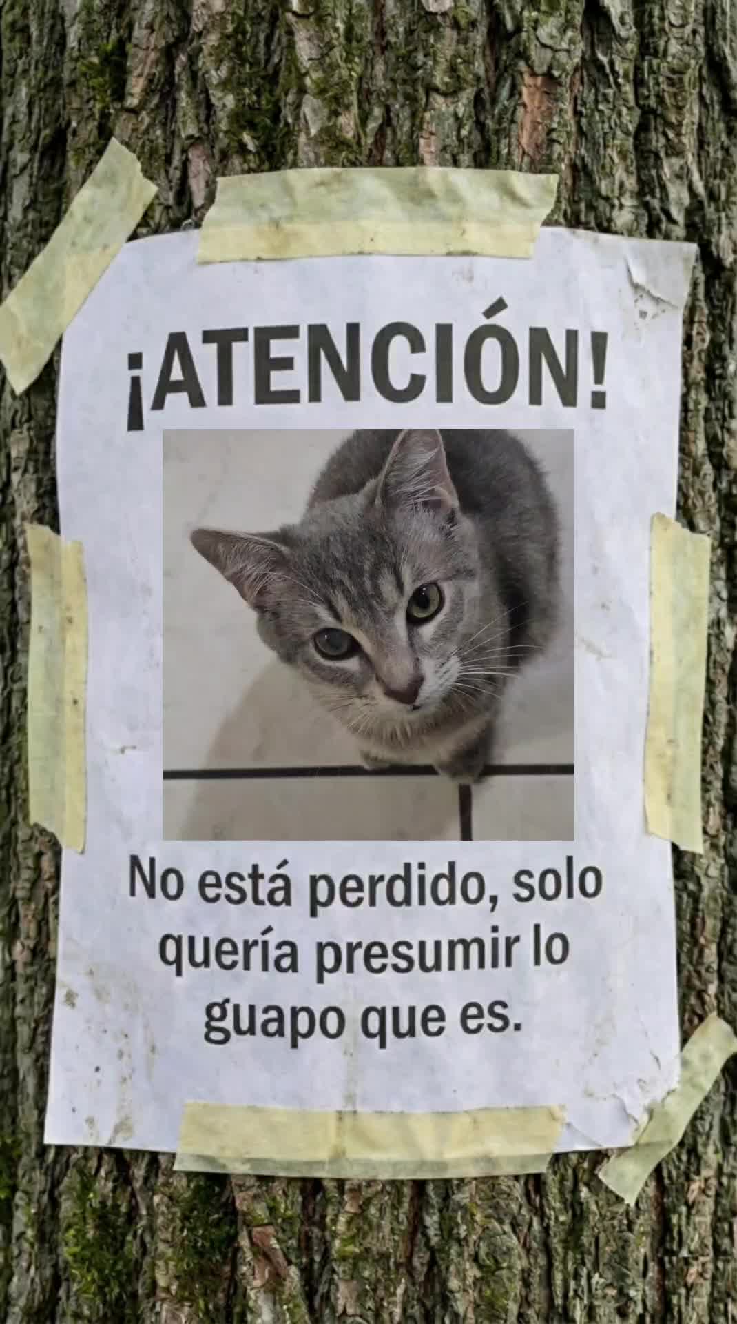 @Tiny Chihuahuas