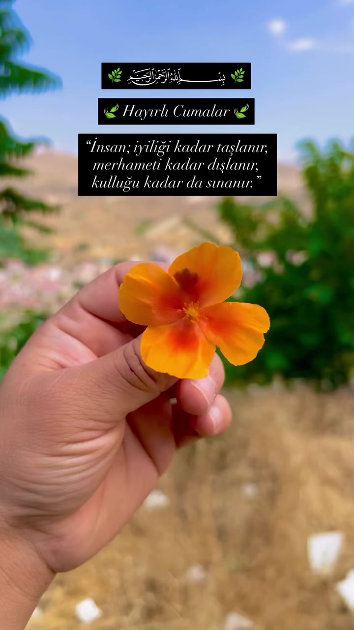@dilekveli