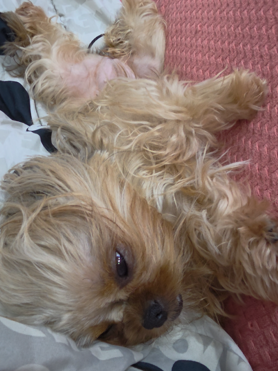 @Trio Pet Love