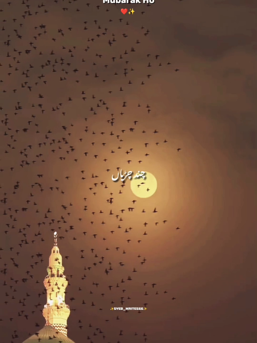 @✨𝗦𝘆𝗲𝗱 𝗪𝗿𝗶𝘁𝗲𝘀✨