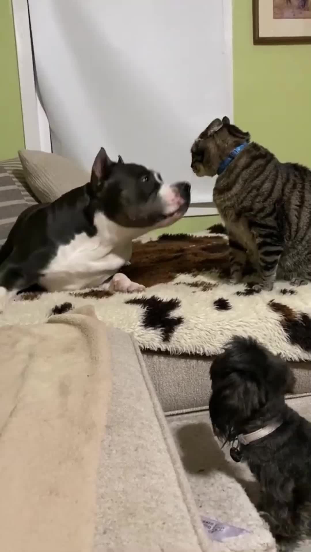 @Cute Pets TV