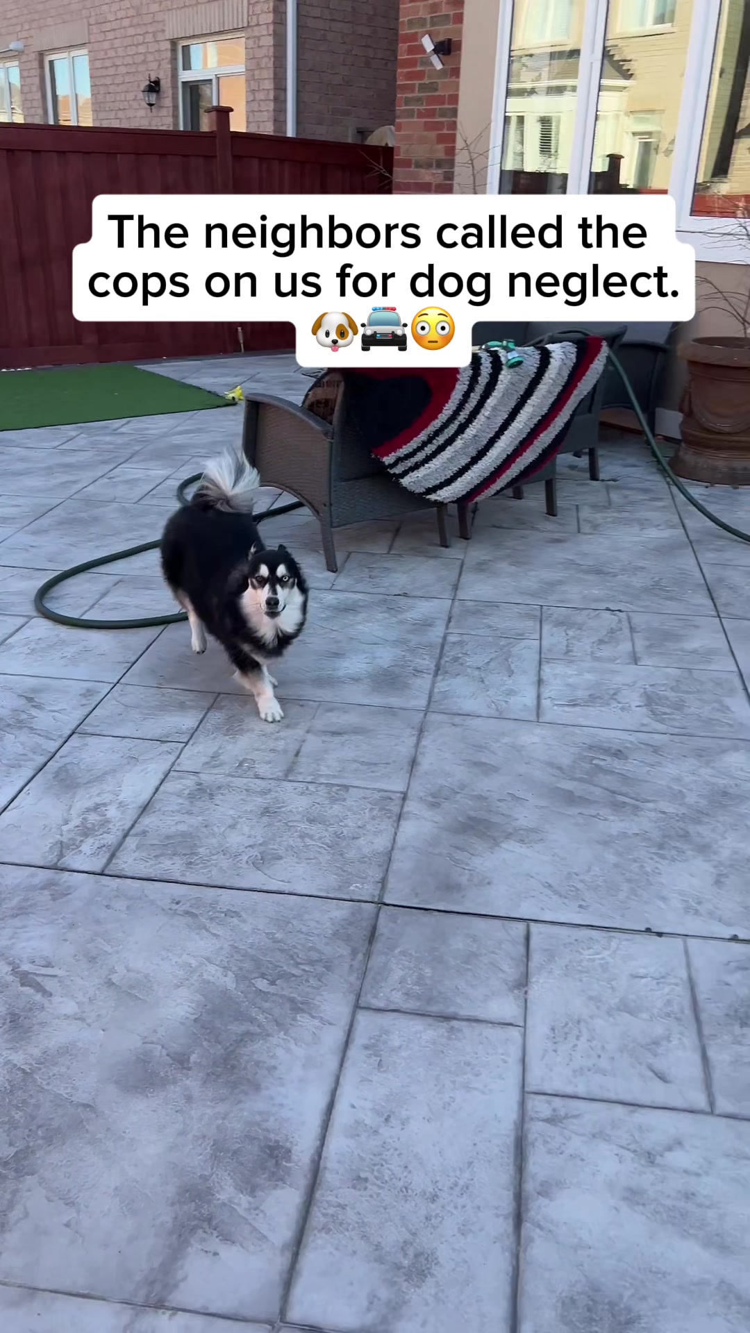 @Zeus the Pomsky🐾
