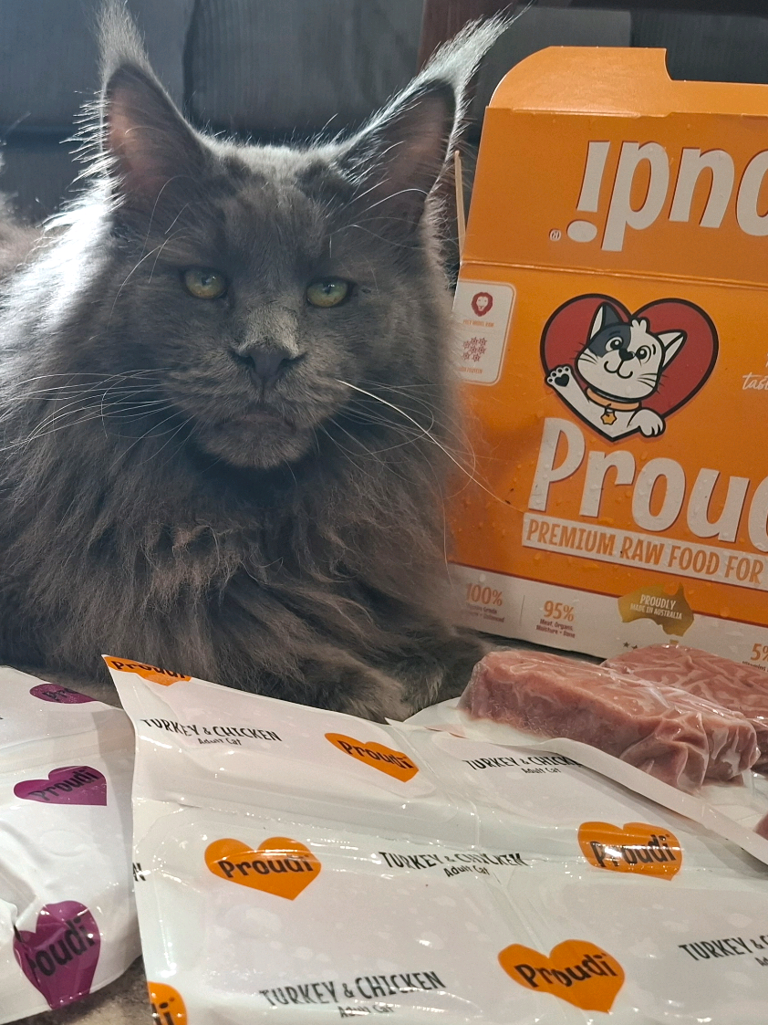 @Ragnar the Maine Coon 🐈
