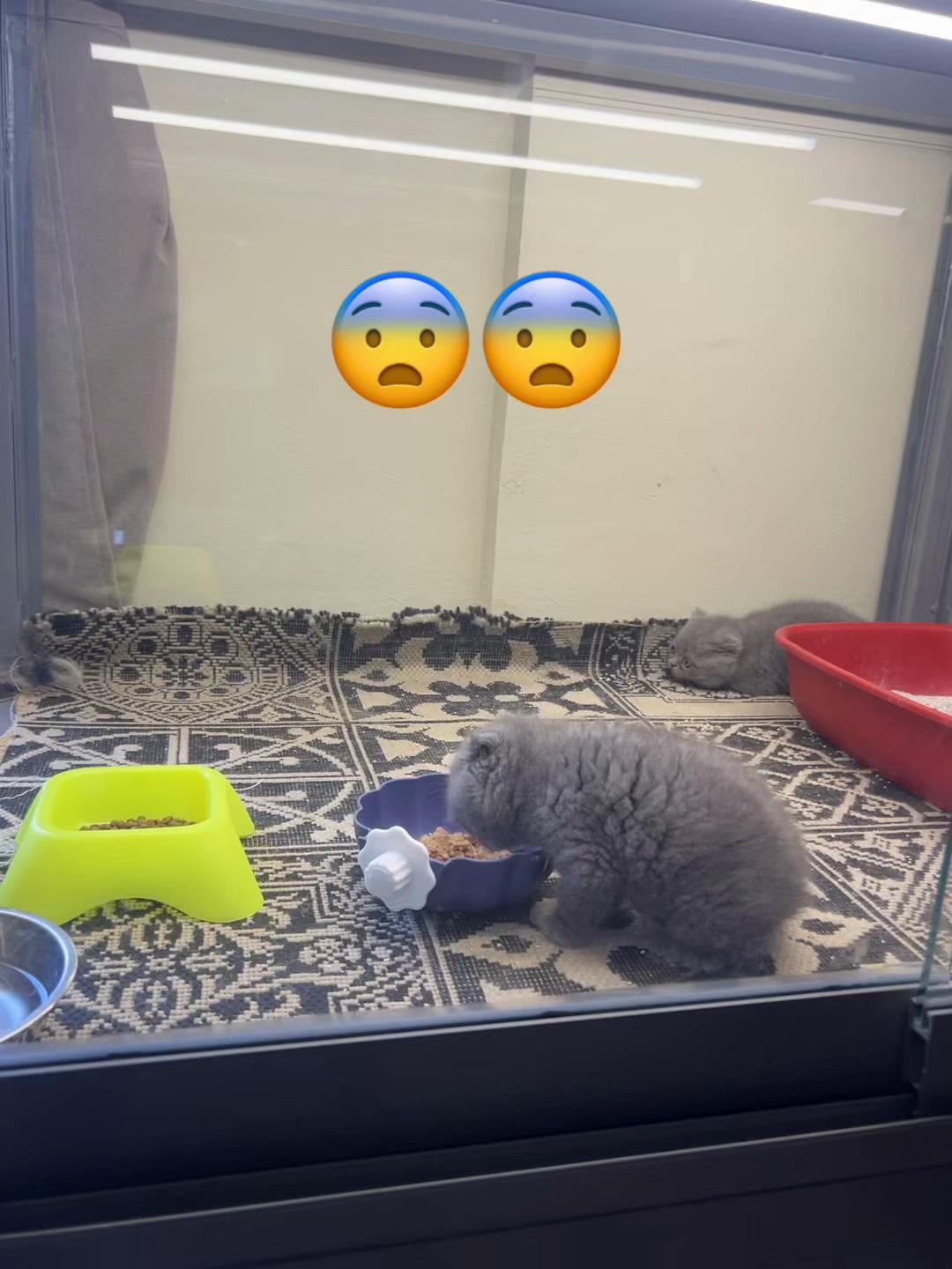 @pets.passion1