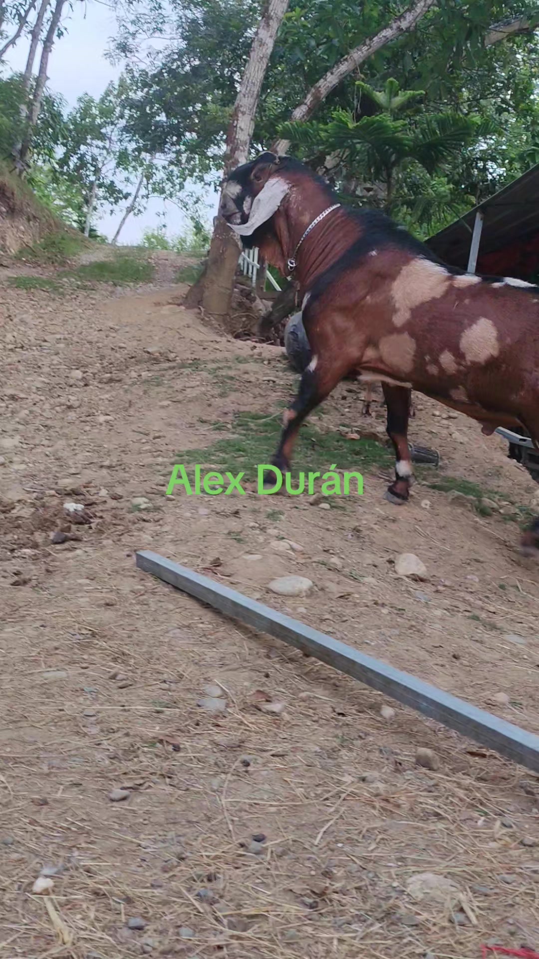 @alexduran7558