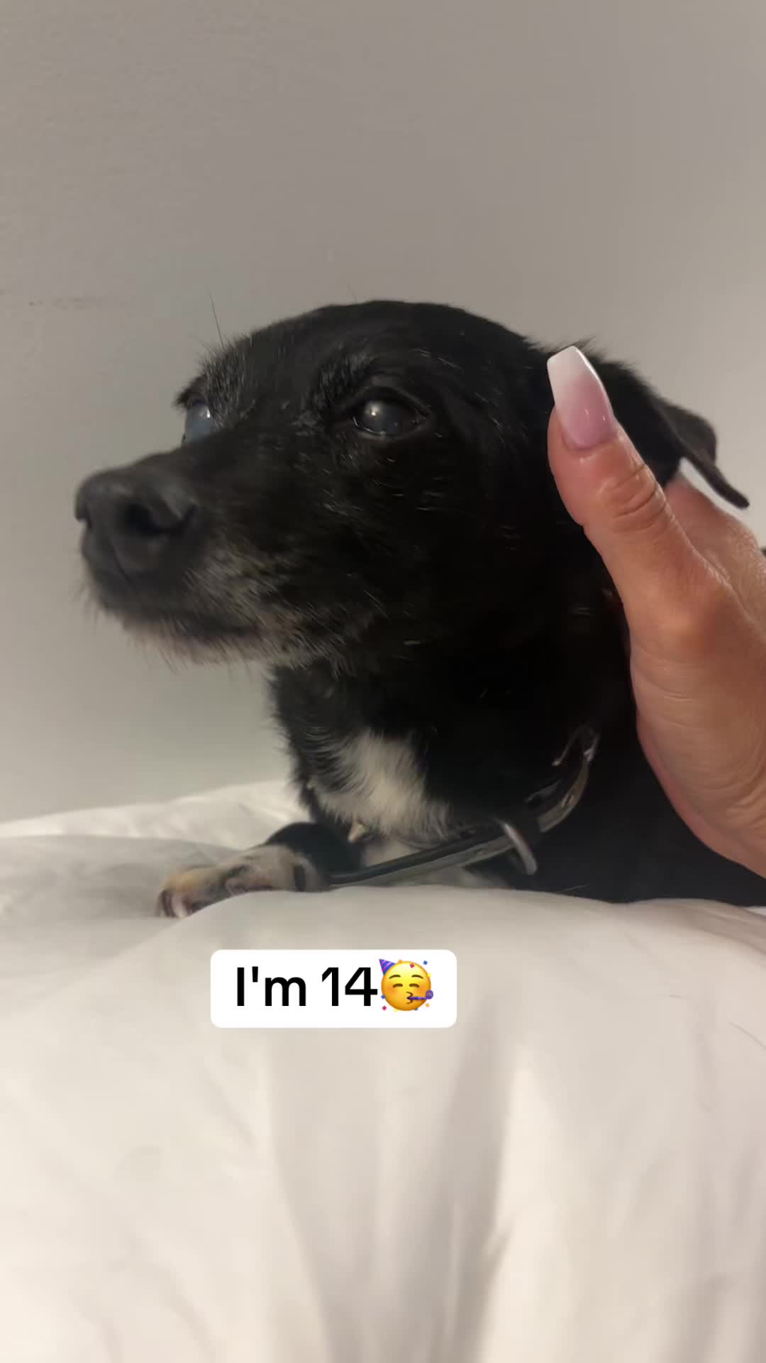@dogmom76
