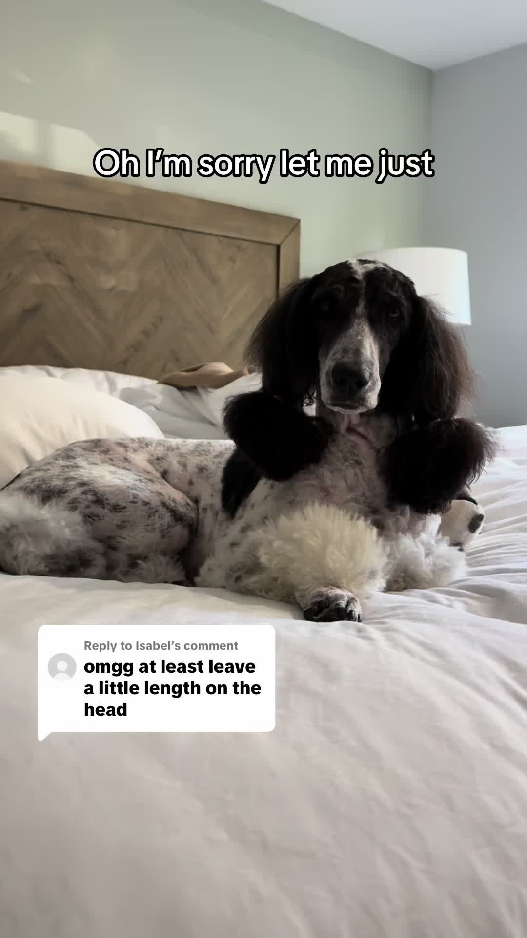 @Emmabelle + Poods 🐩🤍