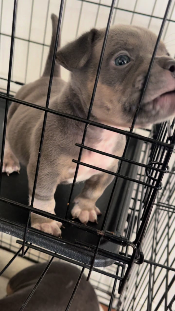 @gardnerkennel08