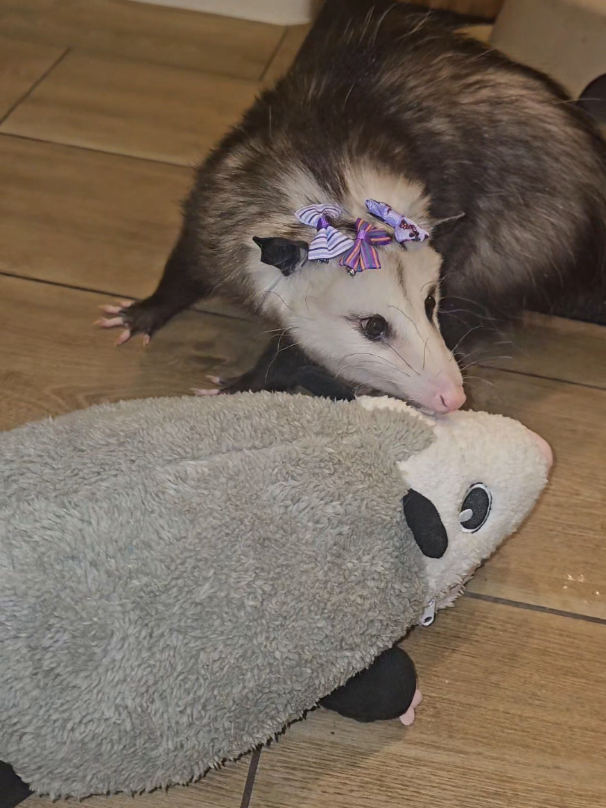 @OPOSSUM/DOG MOMMA Dea